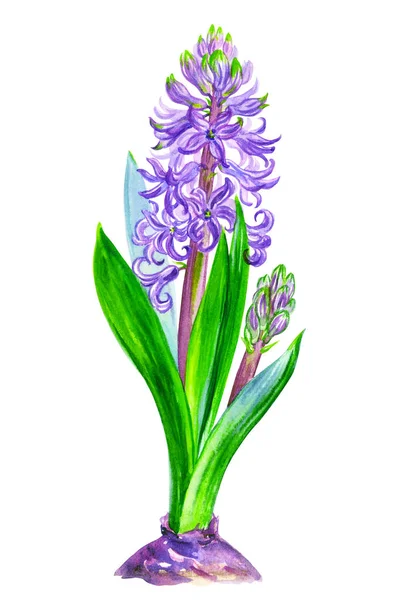 Purple Hyacinth Buds Watercolor Drawing White Background Isolated Spring Flower — Stock Photo, Image