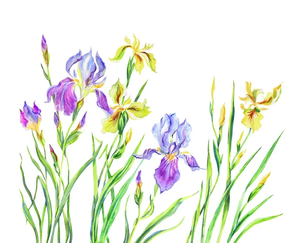 Iris Fleuris Violet Jaune Aquarelle Sur Fond Blanc — Photo