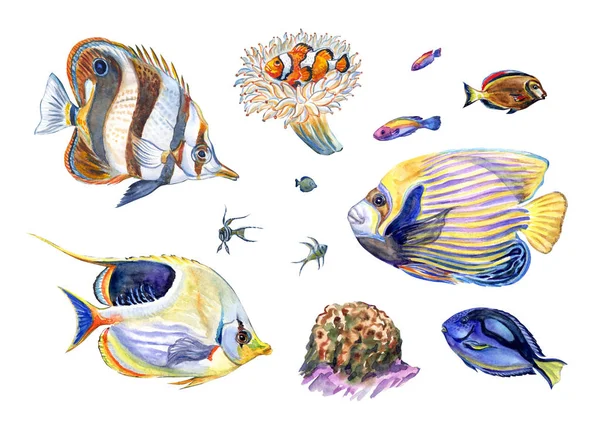 Set Pesci Abitanti Dei Fondali Marini Pesce Farfalla Pesce Pagliaccio — Foto Stock