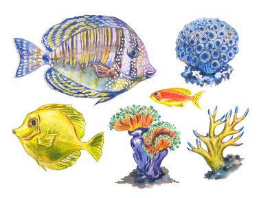 Deniz hayatı seti, beyaz arka planda suluboya çizimler. Mercan balığı: yelkenli zebrosoma (Zebrasoma desjardinii), sarı zebrosoma (Zebrasoma flavescens), deniz şakayıkları ve mercanlar, el çizimi.
