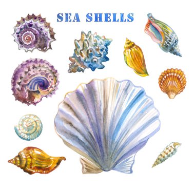 Deniz kabukları seti, beyaz arkaplanda suluboya çizimler..