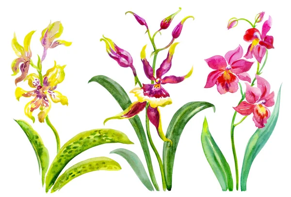 Conjunto Três Orquídeas Cambria Ncidium Ilustração Aquarela Sobre Fundo Branco — Fotografia de Stock