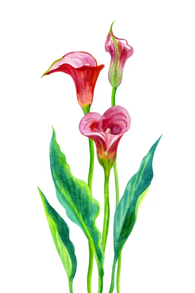 Rode Calla Zantedeschia Met Bloemen Bladeren Aquareltekening Een Witte Achtergrond — Stockfoto