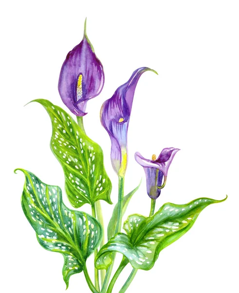 Фиолетовый Калла Zantedeschia Цветами Разноцветными Листьями Акварель Белом Фоне Изолированная — стоковое фото