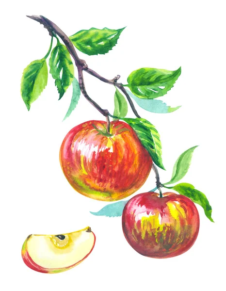 Omenat Haara Viipale Omena Akvarelleja Hedelmiä Piirustus Valkoisella Pohjalla Eristetty — kuvapankkivalokuva