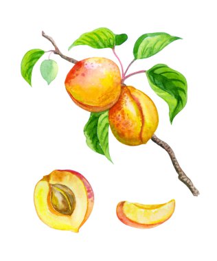 Bir dalda olgun kayısılar ve meyve dilimleri, beyaz bir arkaplanda suluboya çizimi, izole edilmiş