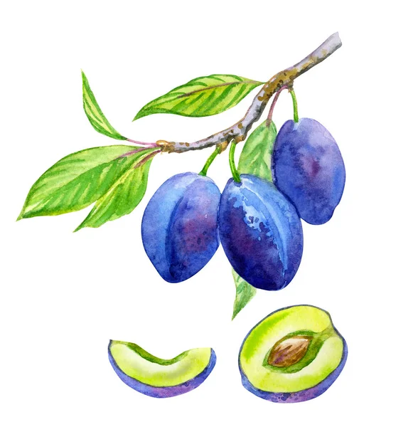 Ágak Érett Kék Szilva Szilva Gyümölcsök Vágott Akvarell Rajz Fehér — Stock Fotó