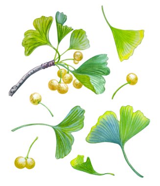 Ginkgo biloba, meyve, yaprak ve ayrı böğürtlen dalı, beyaz arka planda izole edilmiş botanik seti. Superfood bitkisi, uzun yaşam ve refahın sembolü, suluboya resim..