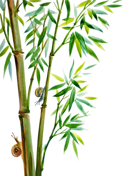 Growing bamboo and snails, watercolor illustration on a white background, isolated. Bamboo is a symbol of longevity, oriental, Chinese painting of usin.
