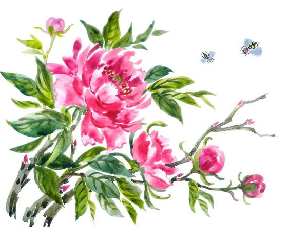 Peonia Api Acquerello Cinese Giapponese Stile Coreano Illustrazione Sfondo Bianco — Foto Stock