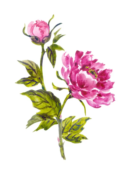 Rózsaszín Bazsarózsa Kínai Japán Koreai Keleti Stílusban Virágos Akvarell Illusztráció — Stock Fotó