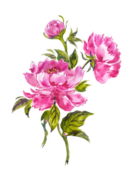 Rózsaszín Bazsarózsa Csokor Kínai Japán Koreai Keleti Stílusban Virágos Akvarell — Stock Fotó