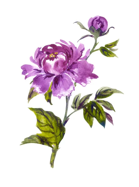 中国語 日本語 韓国語 オリエンタルスタイルの芽を持つ紫色の牡丹 花の水彩画 白の背景に切り取られたクリップアート — ストック写真