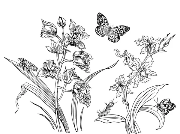 Ορχιδέες Και Έντομα Πεταλούδες Κάμπια Και Ακρίδα Περίγραμμα Ασπρόμαυρο Σχέδιο — Διανυσματικό Αρχείο