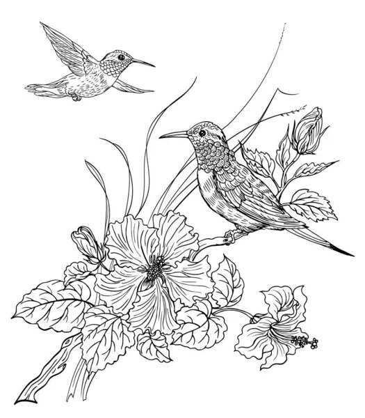 Deux Colibris Hibiscus Fleurs Dessin Contour Noir Blanc Livre Coloriage — Image vectorielle