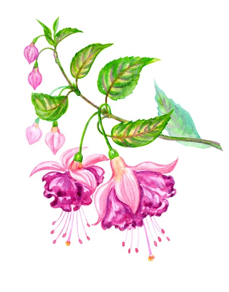 배경에 수채화가 푸크시아꽃은 고립되어 있었습니다 꽃봉오리와 잎사귀가 식물학적 — 스톡 사진
