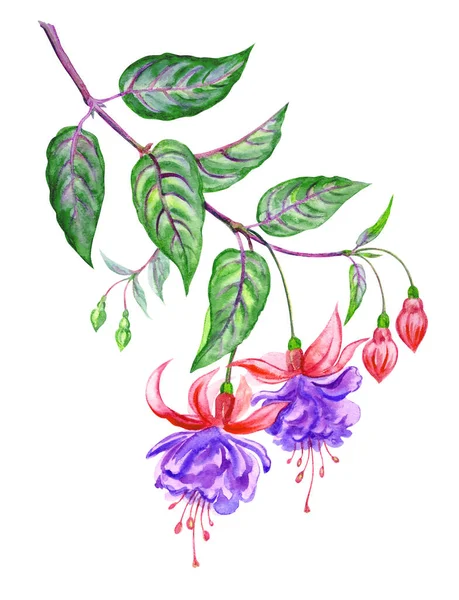 배경에 수채화가 푸크시아꽃은 고립되어 있었습니다 꽃봉오리와 잎사귀가 식물학적 — 스톡 사진