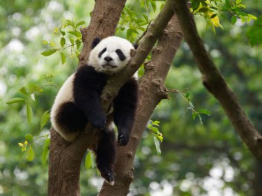 Ağaçta uyuyan bir panda.