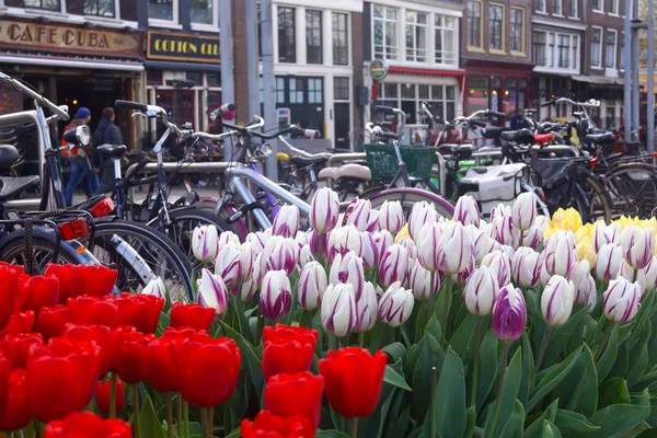 Amsterdam 'da laleler ve Bisikletler