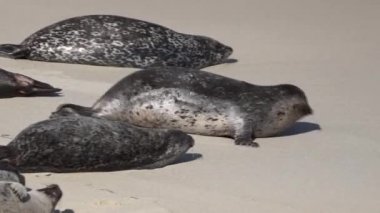 Sahilde Zıplayan Büyük Mühür