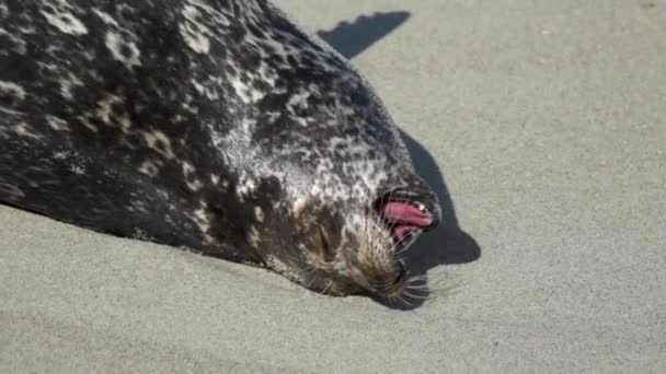 Sello Bostezando Mientras Yacía Playa — Vídeos de Stock