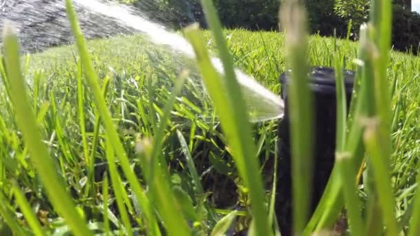 Automatische Bewässerung des Rasens Nahaufnahme — Stockvideo
