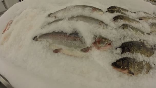 冷凍魚はスーパーで氷で分解のカウンターの上 — ストック動画