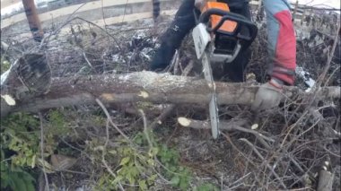 Testere ile bir adam kendi arsa üzerinde küçük ağaçlar ortadan kaldırır. Köy, sonbahar. 