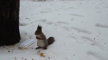Bir ağaç bir şehir parkı kışın sincap