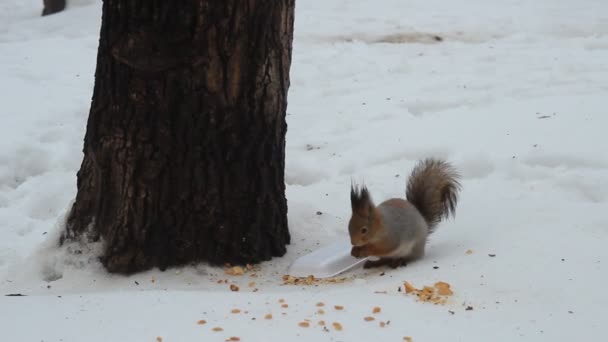 Squirrel in a city park near a tree in the winter — Stock Video