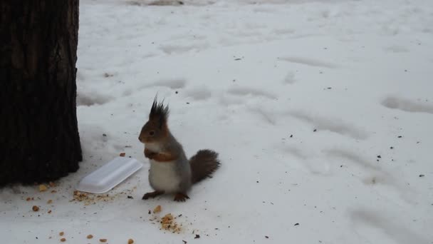 Squirrel in a city park near a tree in the winter — Stock Video