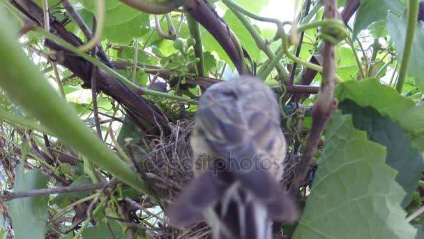 Pták se živí mláďata v hnízdě. Detail — Stock video