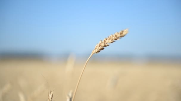 Пшеничное поле. Август, Россия — стоковое видео
