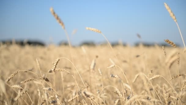Pšeničné pole. Srpen, Rusko — Stock video