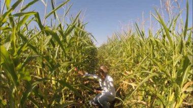 Bir adam bir Mısır alanda olgun mısır koçanı kalite denetimleri