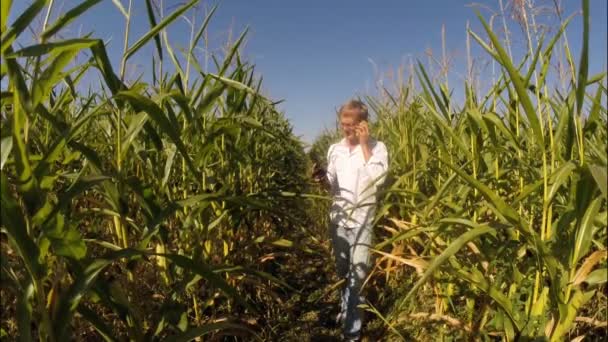 Un hombre en un campo de maíz comprueba la calidad de las mazorcas de maíz maduras — Vídeo de stock