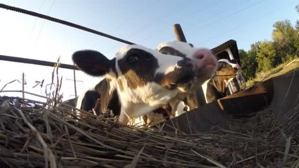 Calves on summer pasture — Stock Video