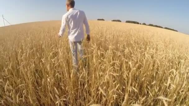 Een man op een tarweveld controleert een gewas — Stockvideo