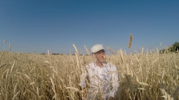 Un uomo su un campo di grano controlla un raccolto — Video Stock