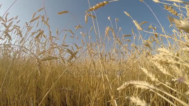 Campo de trigo. Agosto, Rusia — Vídeo de stock