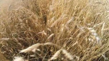 Buğday alan. Ağustos, Rusya Federasyonu 