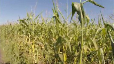 Mısır tarlası. Hasat, sonbahar