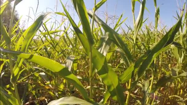 Kukuřičné pole. Podzimní sklizeň — Stock video