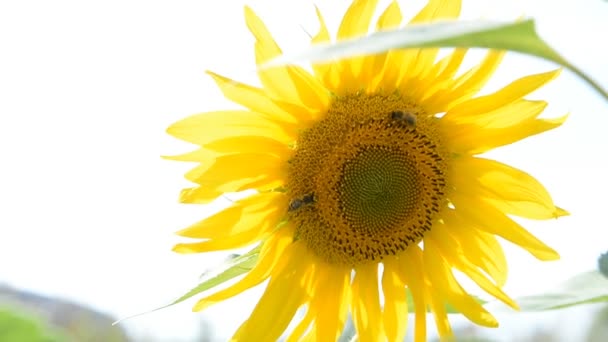 Bee on sunflower, summer, field, farm — Stock Video