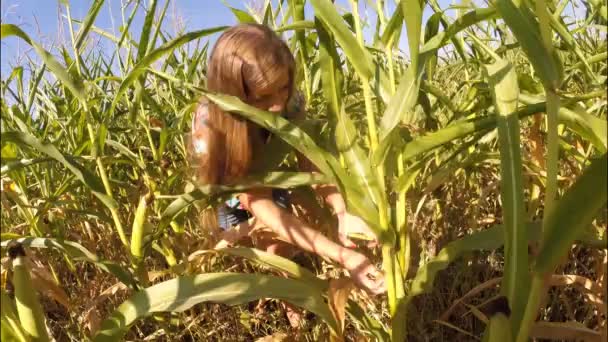 Una niña agricultora en un campo de maíz comprueba la calidad de las mazorcas de maíz maduras — Vídeo de stock