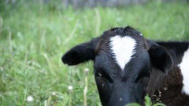 Buzağı yaz mera üzerinde 