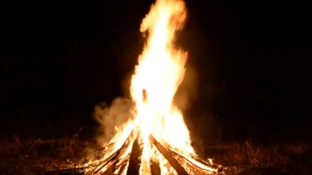 Grand Feu Des Bûches Des Arbres Dans Clairière Nuit Été — Video