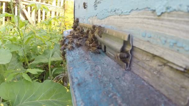 Улей Пчелы Летке Приносят Пыльцу Крупным Планом — стоковое видео