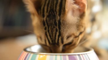 Bengal kedisi, evde sakin ol. Yakın çekim.