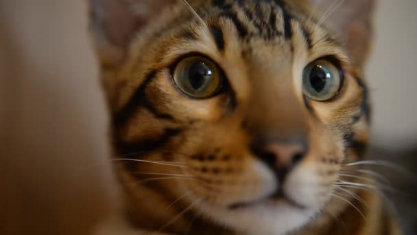 ベンガル子猫 ホームクローズアップ — ストック動画